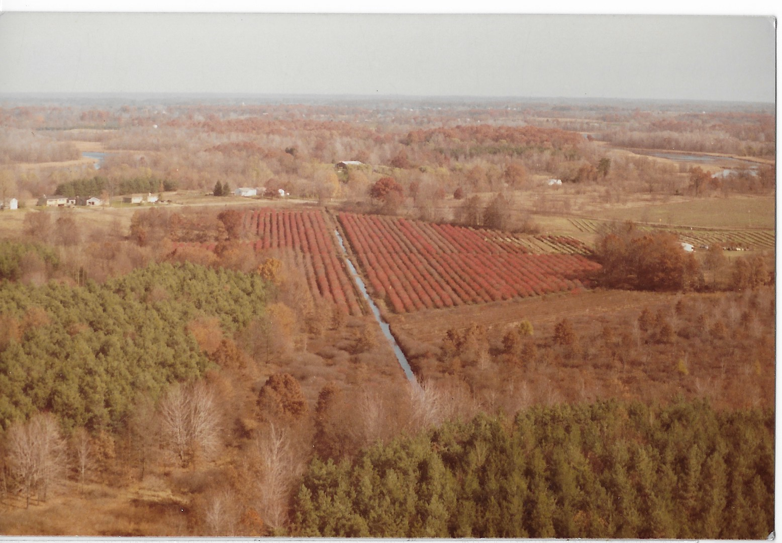 Original cultivated holly marsh