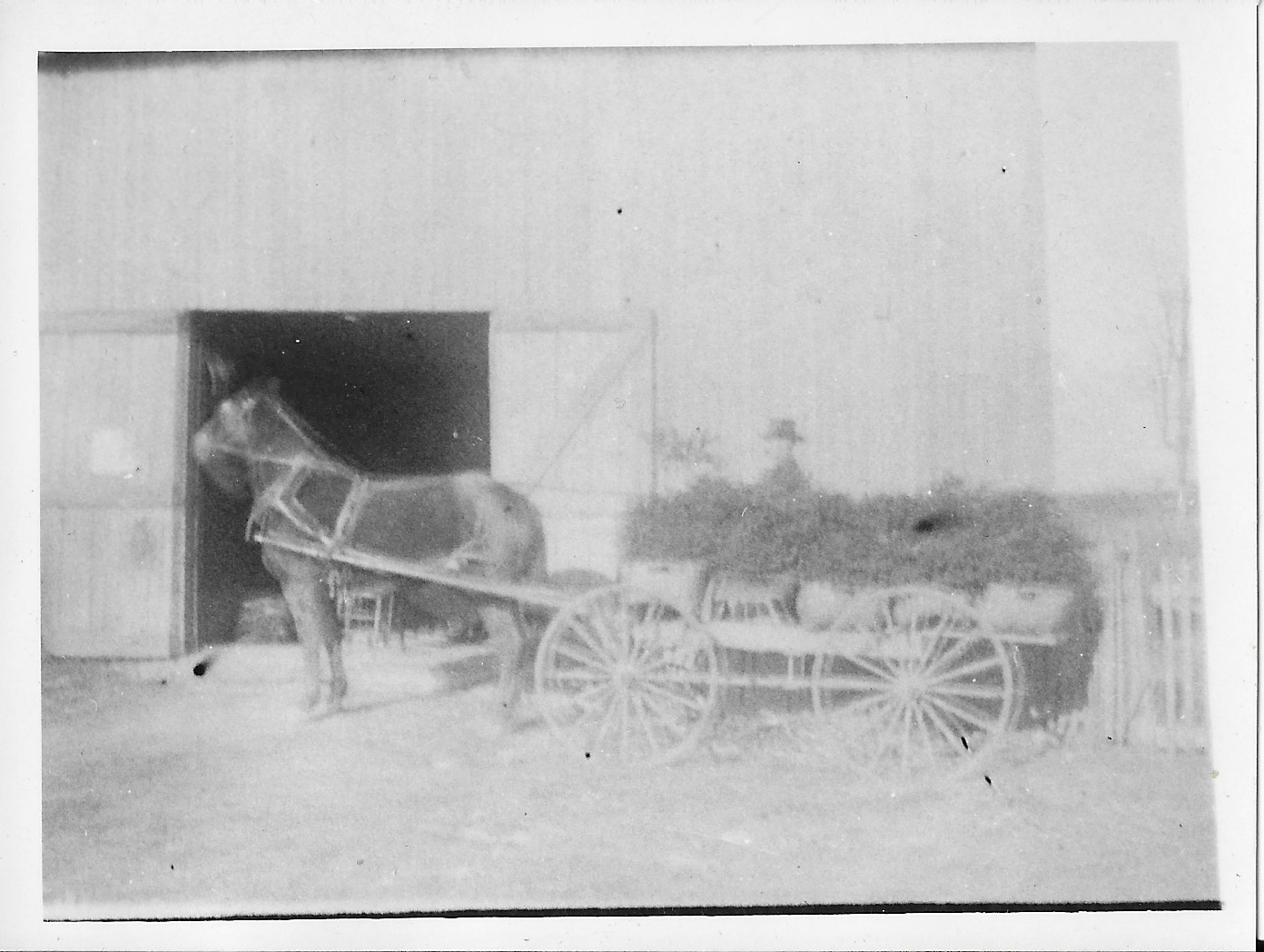Harvest of wild holly, early 1900's