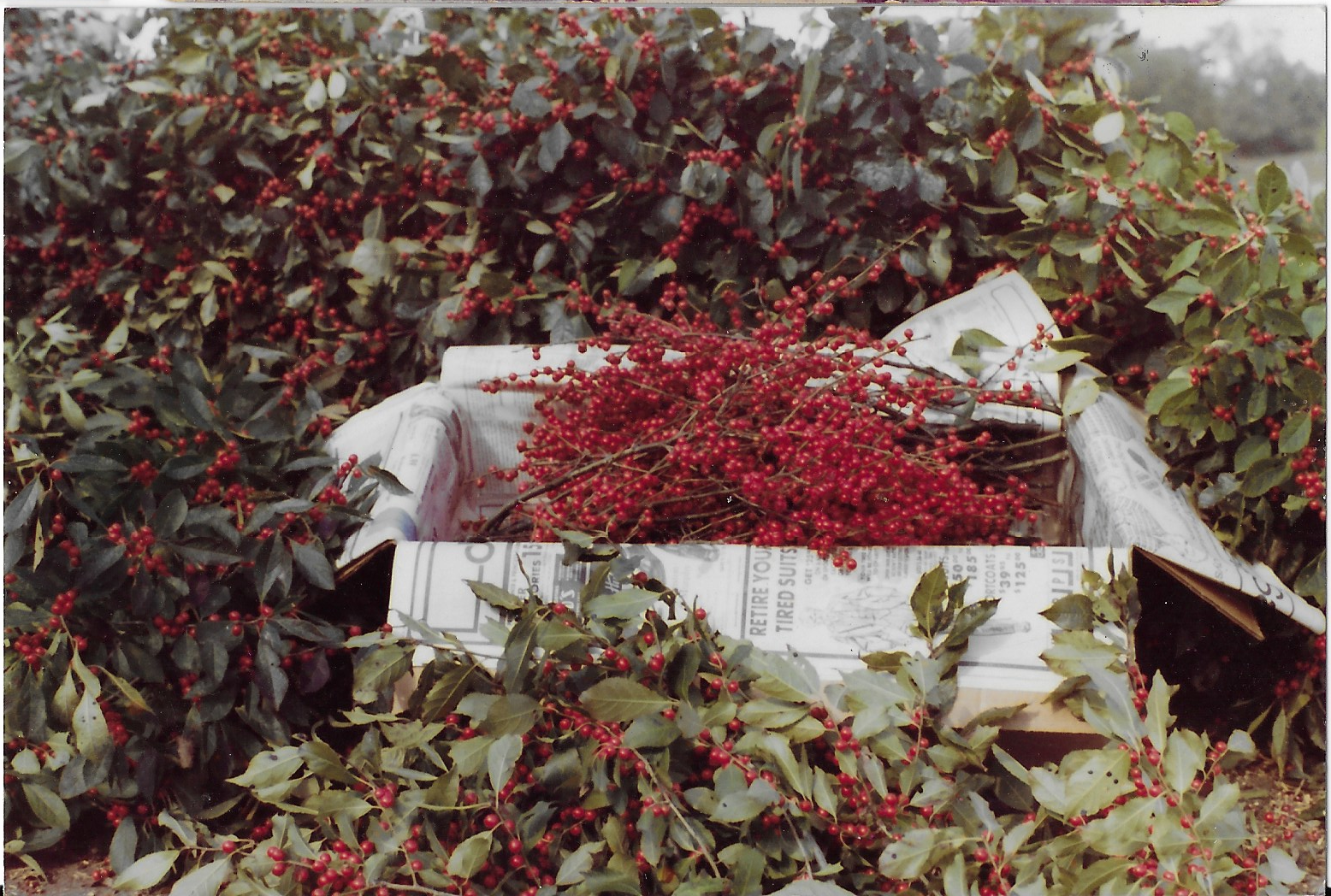 Original first cultivated harvest